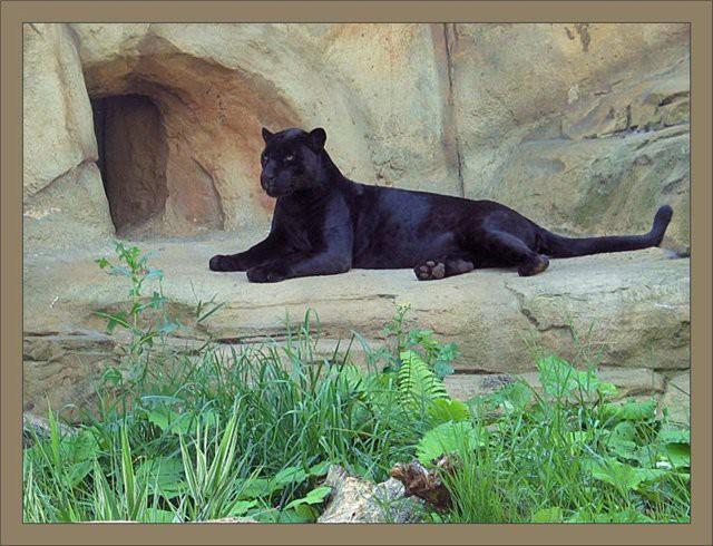 Багира, друг Маугли - Трейлеры