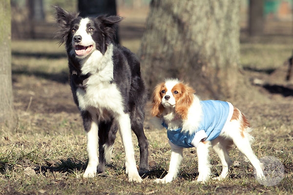 Елки Лохматые - Трейлеры
