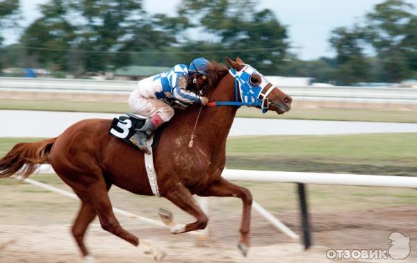 Чемпион (фильм 2010) - Трейлеры