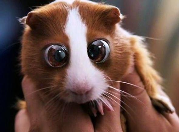 Плаксик - смешная морская свинка! - Трейлеры