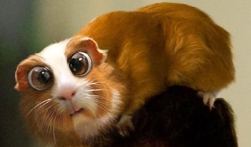 Плаксик - смешная морская свинка! - Трейлеры