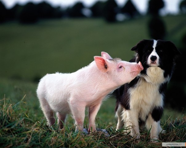 БЭЙБ(четвероногий малыш)-САМЫЙ ДОБРЫЙ ФИЛЬМ!!! - Трейлеры