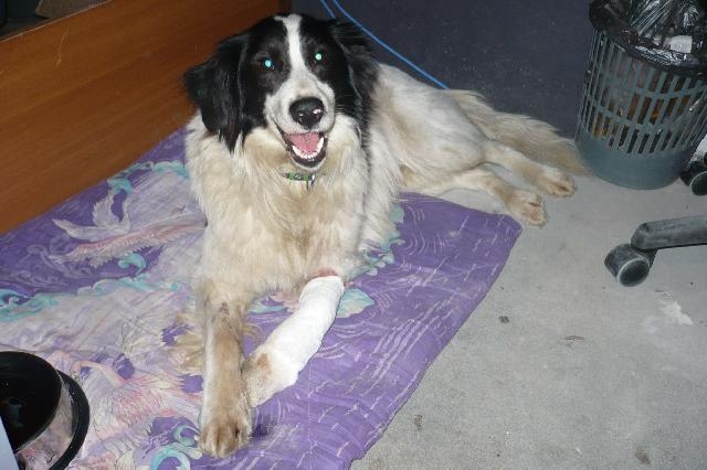 «Белый Бим Черное ухо» (1976) - Трейлеры