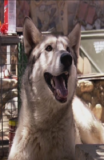 Поцелуй оборотня. США, 2009, комедия, ужасы. - Трейлеры