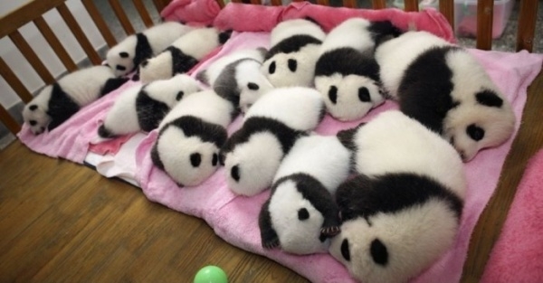 Кунг-Фу панда - Трейлеры Кунг-Фу панда - Трейлеры