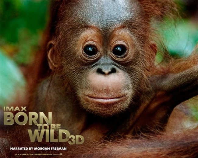 Рожденные на воле (2011) - Трейлеры