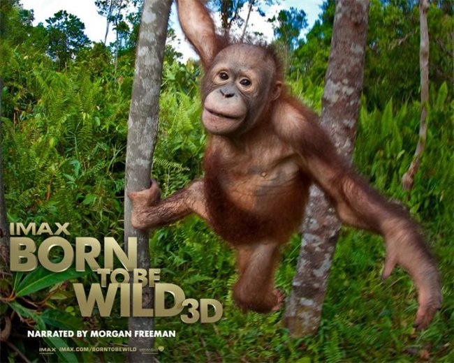 Рожденные на воле (2011) - Трейлеры