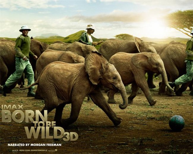 Рожденные на воле (2011) - Трейлеры