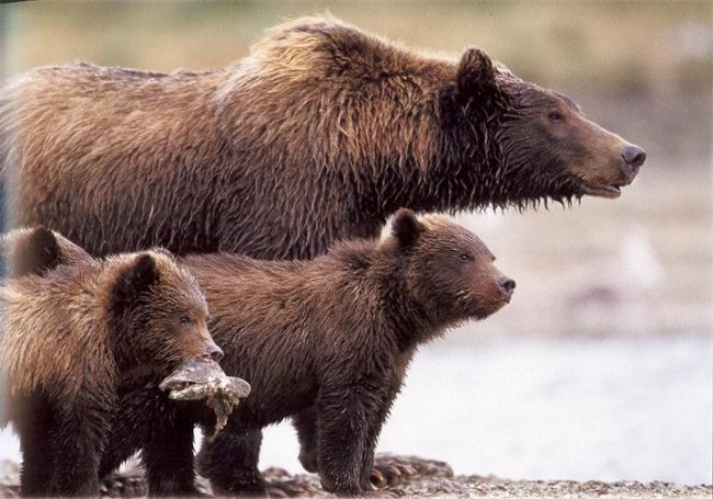 Земля медведей (2013) - Трейлеры