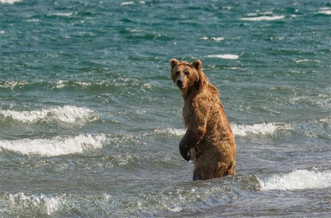 Земля медведей (2013) - Трейлеры