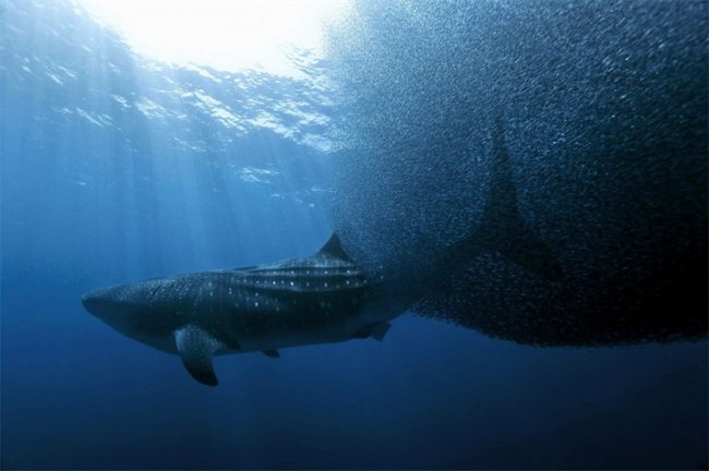 Планета-океан/Planet Ocean (2012) - Трейлеры