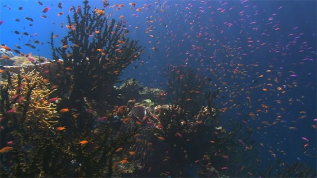 Планета-океан/Planet Ocean (2012) - Трейлеры