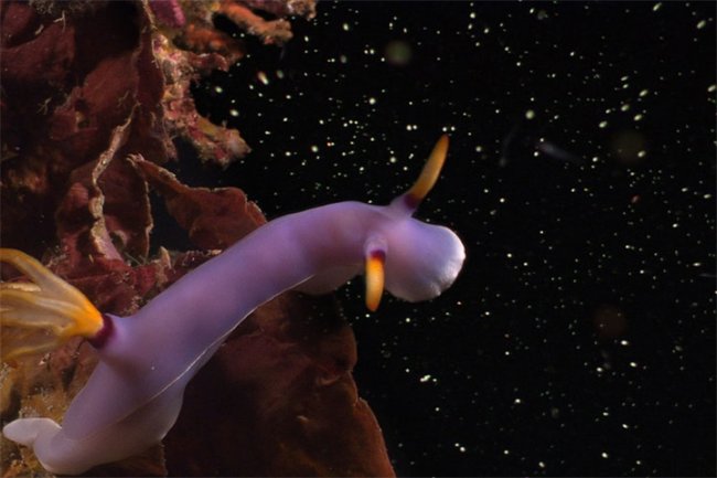 Планета-океан/Planet Ocean (2012) - Трейлеры