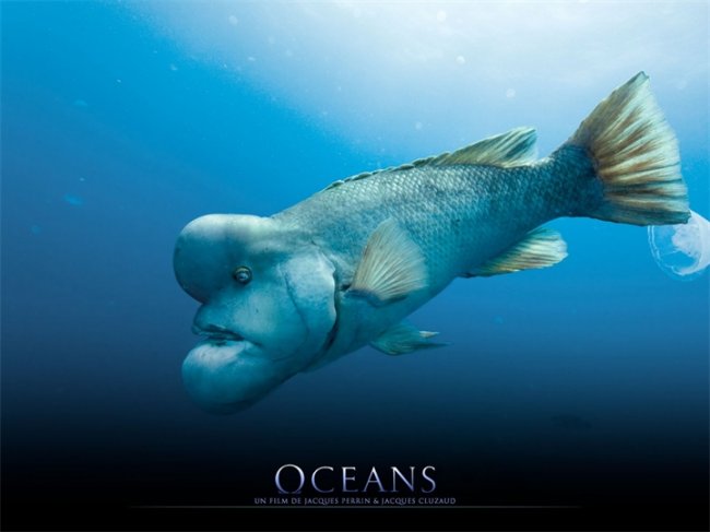 Океаны/Oceans (2009) - Трейлеры