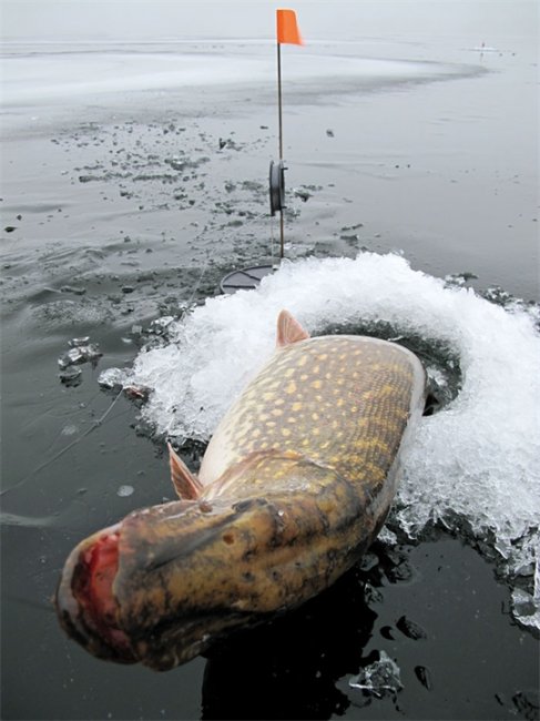 ДИАЛОГИ О РЫБАЛКЕ - Трейлеры