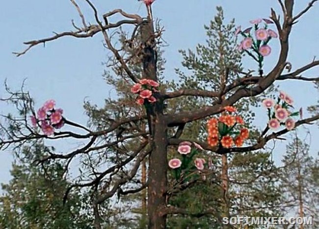 “Любовь и голуби”: детали и факты - Трейлеры