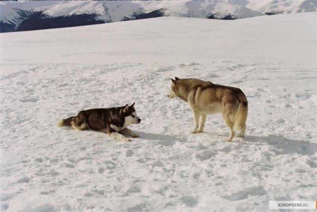 Белый плен (2005) - Трейлеры