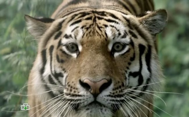 Фильм "След тигра" (2014) - Трейлеры