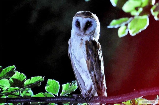 Четвёртый вид (2009) - Трейлеры