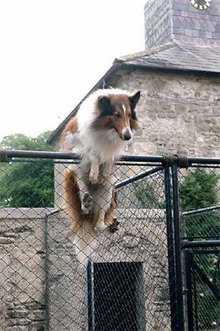 «Лесси», телесериал, 1954 г. - Трейлеры