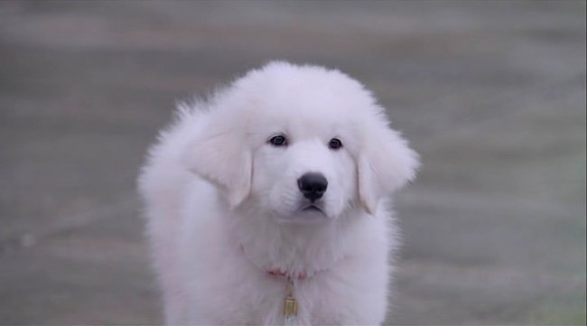 В поисках Санта Лапуса - Трейлеры