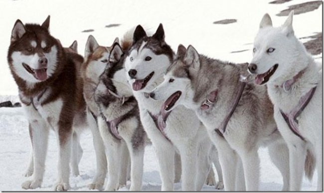 Полный рассказ о фильме "Белый плен" - Трейлеры