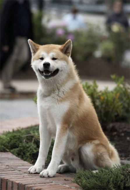 Хатико: Самый верный друг - Трейлеры