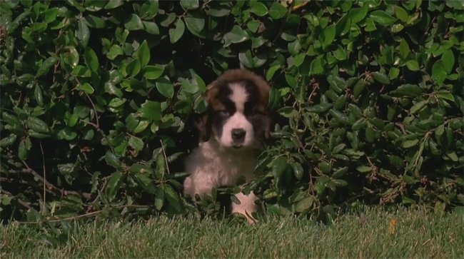 Фильм Бетховен - Трейлеры