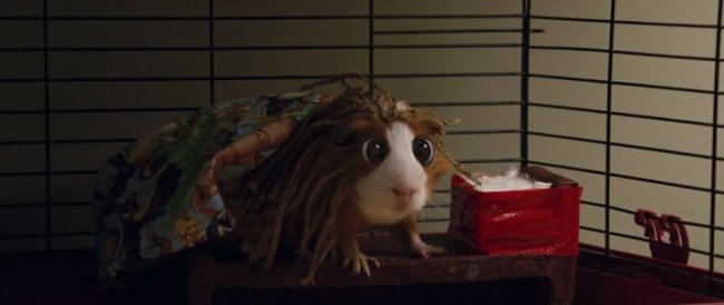 Плаксик - смешная морская свинка! - Трейлеры