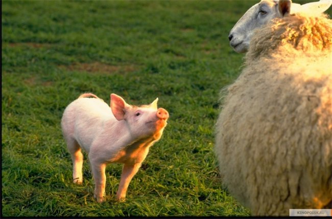 БЭЙБ(четвероногий малыш)-САМЫЙ ДОБРЫЙ ФИЛЬМ!!! - Трейлеры