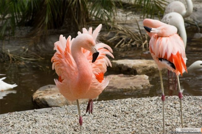 кино Мы купили зоопарк - Трейлеры