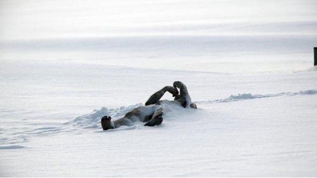 Кричи, бойся и моли о пощаде: 20 самых страшных фильмов по мотивам произведений Лавкрафта - Трейлеры