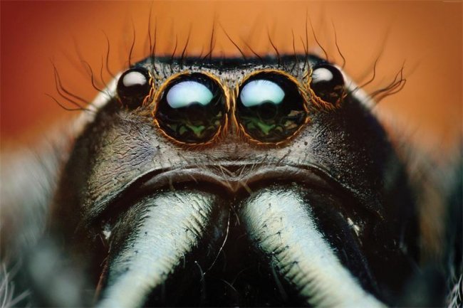 "Чудовища" атакуют! - Трейлеры