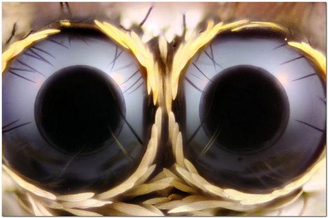 "Чудовища" атакуют! - Трейлеры