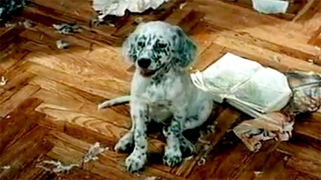 «Белый Бим Черное ухо» (1976) - Трейлеры