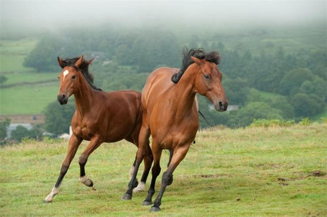 «Боевой конь», фильм, 2011 г. - Трейлеры