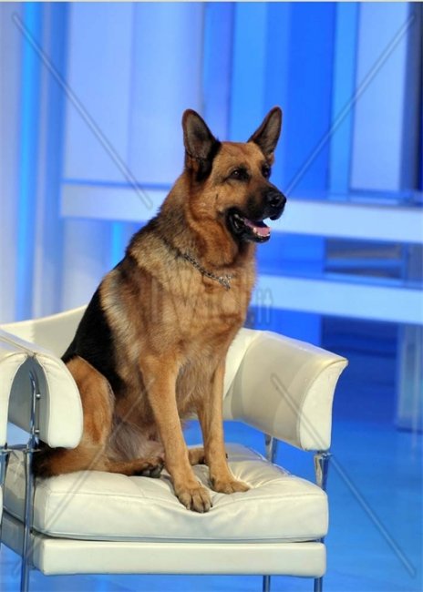 Комиссар Рекс - Трейлеры