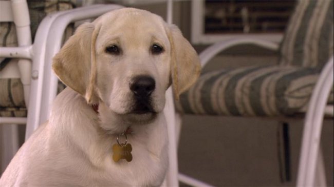 Марли и я 2 (2011) - Трейлеры