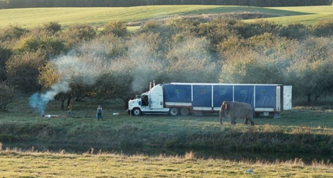 Фильм "Слон" (2010) - Трейлеры