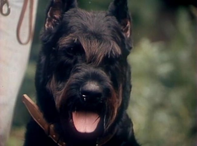 Воспитание жестокости у женщин и собак - Трейлеры