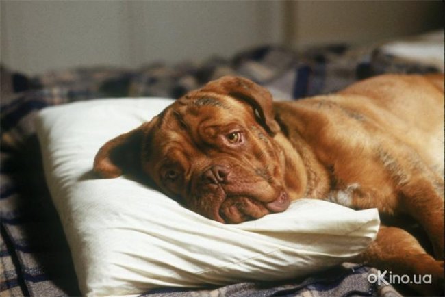 Тернер и хуч - Трейлеры