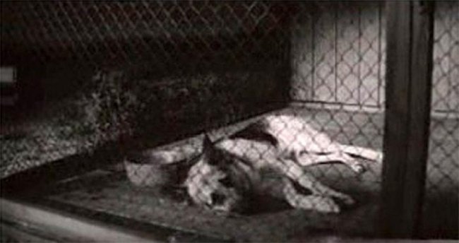 Ко мне, Мухтар! (1964) - Трейлеры