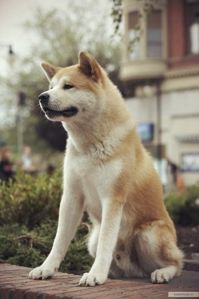 « Хатико: Самый верный друг » - Трейлеры